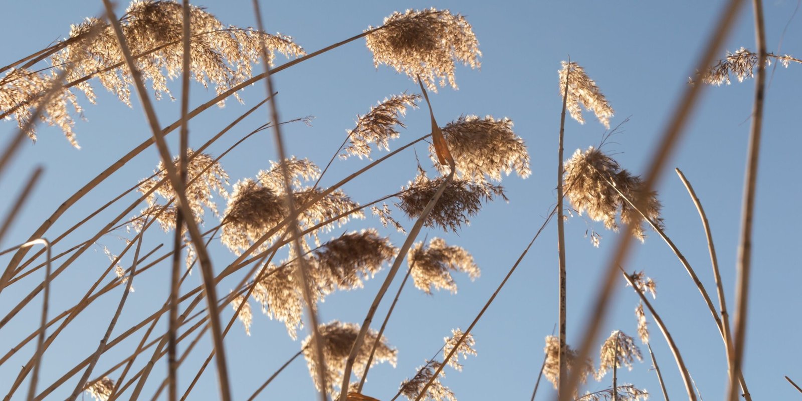 Premium Thatched Roofing Europe
