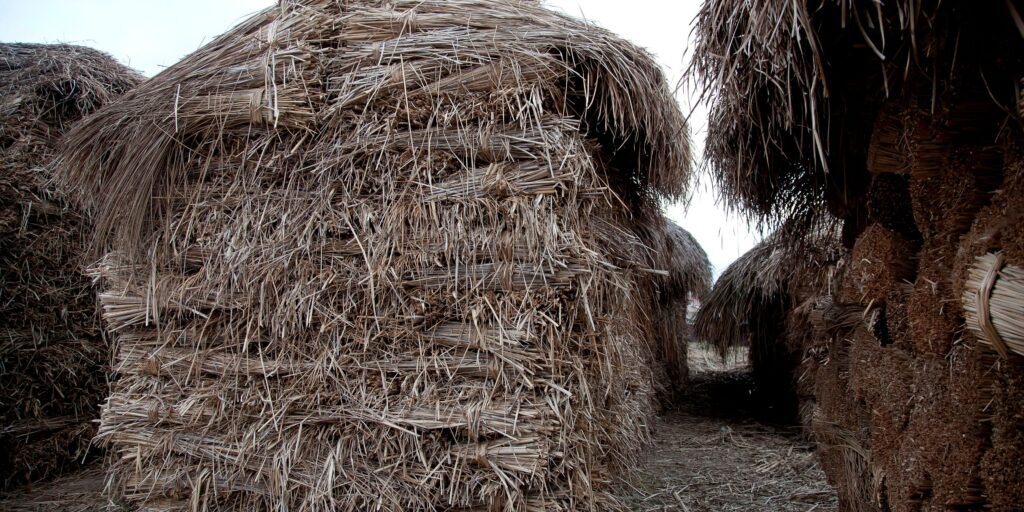 water reed