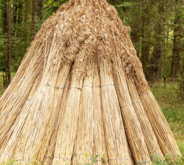 Reed bundles prepared for roofing