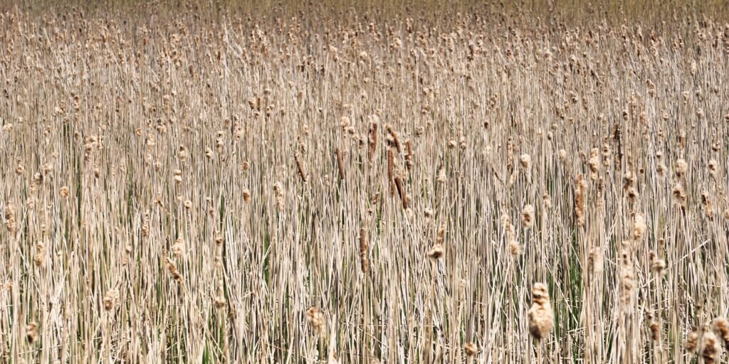 Roof Reed