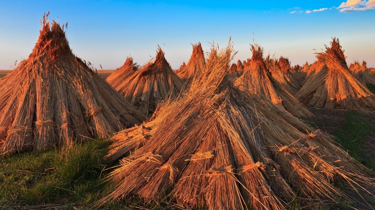 Unveiling Genetuay Shop: Your Source for Premium Thatch & Reed Materials