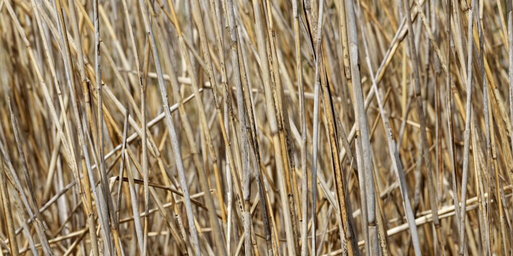 Chinese Water Reed