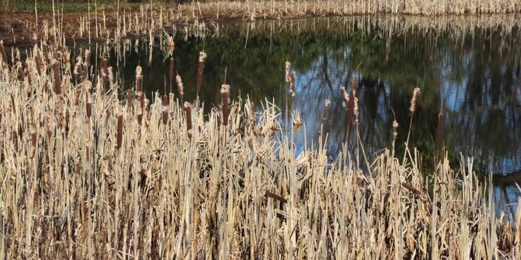 Chinese Water Reed