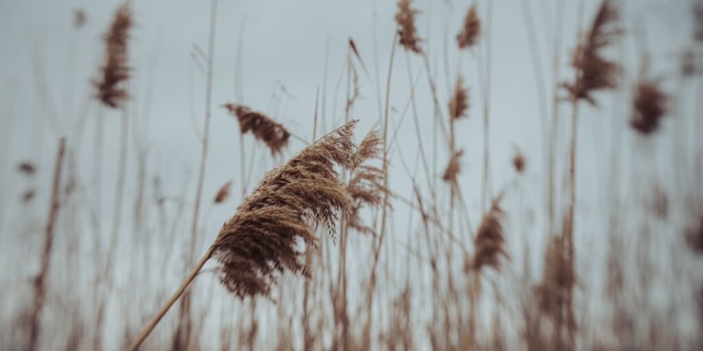 Roof reed