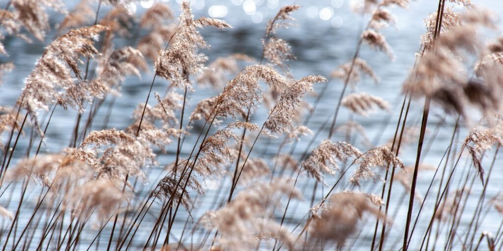 Chinese Water Reed