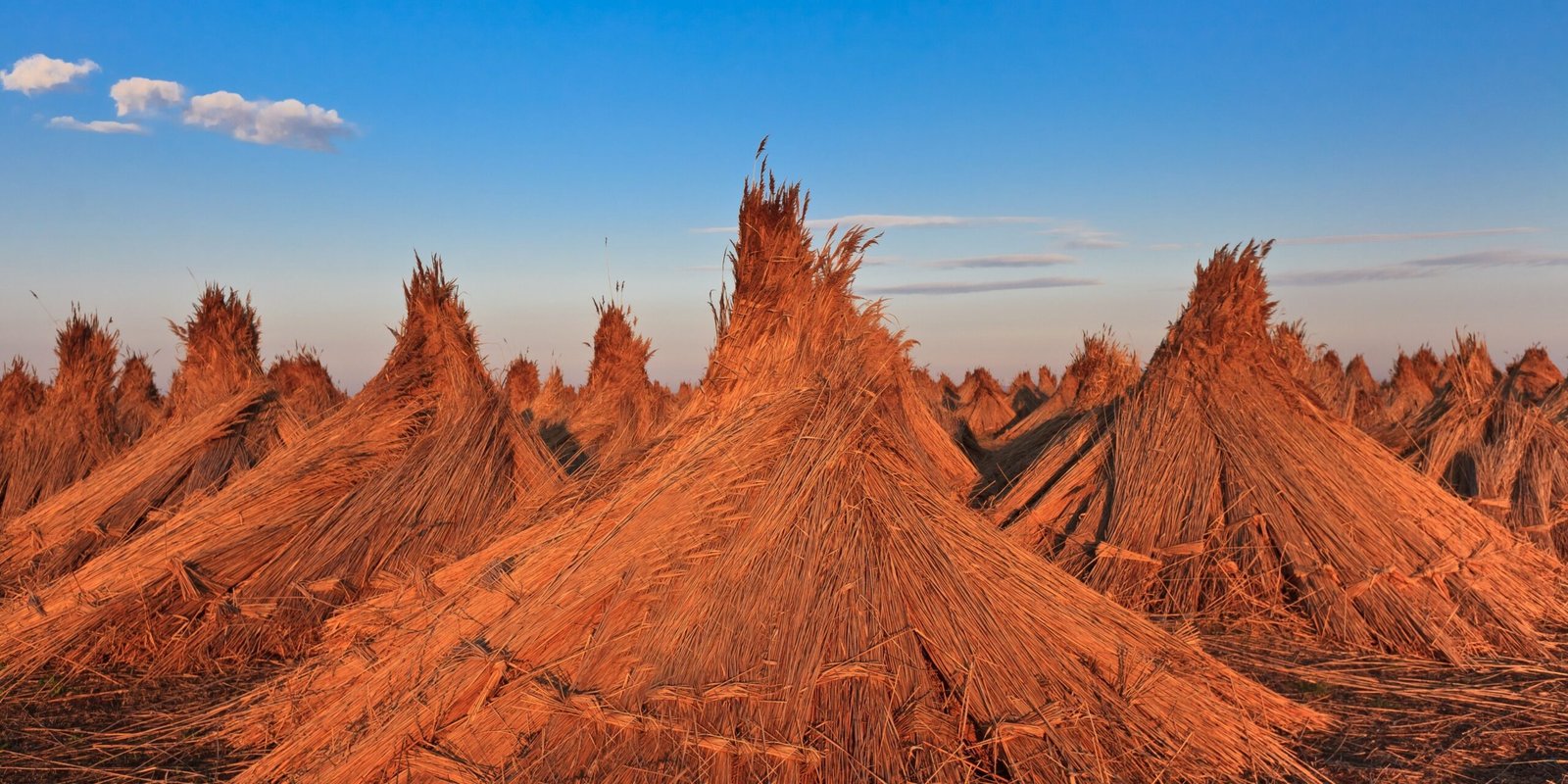 Thatched Roofs